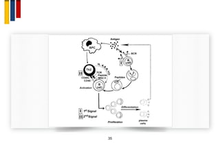 Immunopathogenesis of multiple sclerosis | PDF