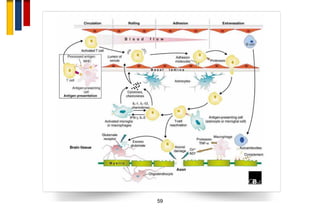 Immunopathogenesis of multiple sclerosis | PDF