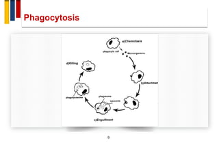 Immunopathogenesis of multiple sclerosis | PDF