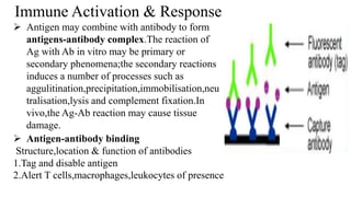 Immune Activation & Response
 Antigen may combine with antibody to form
antigens-antibody complex.The reaction of
Ag with Ab in vitro may be primary or
secondary phenomena;the secondary reactions
induces a number of processes such as
aggulitination,precipitation,immobilisation,neu
tralisation,lysis and complement fixation.In
vivo,the Ag-Ab reaction may cause tissue
damage.
 Antigen-antibody binding
Structure,location & function of antibodies
1.Tag and disable antigen
2.Alert T cells,macrophages,leukocytes of presence
 