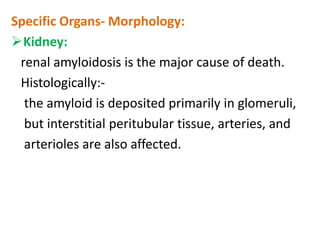 Specific Organs- Morphology:
Kidney:
 renal amyloidosis is the major cause of death.
 Histologically:-
  the amyloid is deposited primarily in glomeruli,
  but interstitial peritubular tissue, arteries, and
  arterioles are also affected.
 