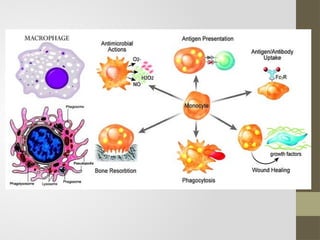 Comprehensive Overview of Immunopathology and Immune System Components ...