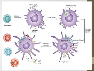 Comprehensive Overview of Immunopathology and Immune System Components ...