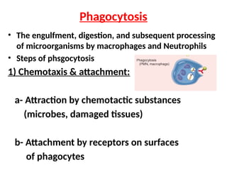 • The engulfment, digestion, and subsequent processing
of microorganisms by macrophages and Neutrophils
• Steps of phsgocytosis
1) Chemotaxis & attachment:
a- Attraction by chemotactic substances
(microbes, damaged tissues)
b- Attachment by receptors on surfaces
of phagocytes
Phagocytosis
 