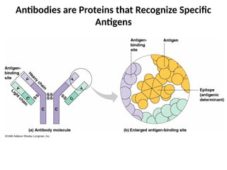 Antibodies are Proteins that Recognize Specific
Antigens
 