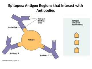 Epitopes: Antigen Regions that Interact with
Antibodies
 
