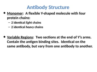 Antibody Structure
 Monomer: A flexible Y-shaped molecule with four
protein chains:
– 2 identical light chains
– 2 identical heavy chains
 Variable Regions: Two sections at the end of Y’s arms.
Contain the antigen binding sites. Identical on the
same antibody, but vary from one antibody to another.
 