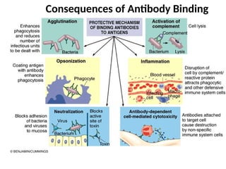 Consequences of Antibody Binding
 