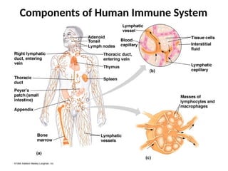 Components of Human Immune System
 