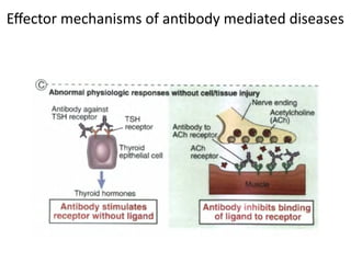 Effector mechanisms of antibody mediated diseases
 