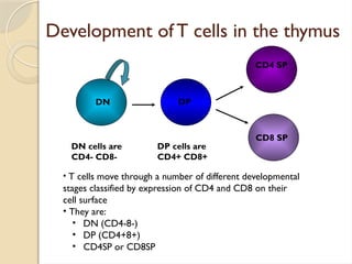 immunopathology T Cell Development in Thymus.pptx