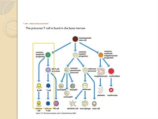 immunopathology T Cell Development in Thymus.pptx