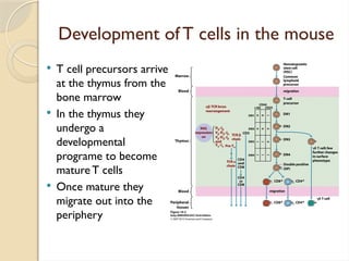 immunopathology T Cell Development in Thymus.pptx