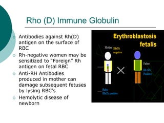 Rho (D) Immune Globulin
{ Antibodies against Rh(D)
antigen on the surface of
RBC
{ Rh-negative women may be
sensitized to “Foreign” Rh
antigen on fetal RBC
{ Anti-RH Antibodies
produced in mother can
damage subsequent fetuses
by lysing RBC’s
{ Hemolytic disease of
newborn
 