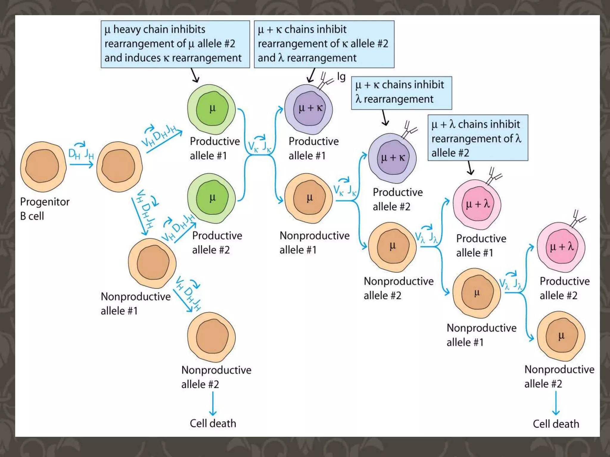 Generation of Antibody Diversity- Quick revision from Kuby through ...