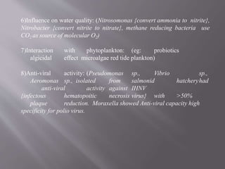 6)Influence on water quality: (Nitrosomonas {convert ammonia to nitrite},
Nitrobacter {convert nitrite to nitrate}, methane reducing bacteria use
CO2 as source of molecular O2)
7)Interaction with phytoplankton: (eg: probiotics
algicidal effect microalgae red tide plankton)
8)Anti-viral activity: (Pseudomonas sp., Vibrio sp.,
Aeromonas sp., isolated from salmonid hatcheryhad
anti-viral activity against IHNV
{infectous hematopoitic necrosis virus} with >50%
plaque reduction. Moraxella showed Anti-viral capacity high
specificity for polio virus.
 