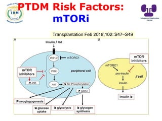 PTDM Risk Factors:
mTORi
Transplantation Feb 2018;102: S47–S49
 