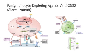 Immunosuppressive Agents with Multiple
Cellular Targets
• Panlymphocyte Depleting Agents: Anti-CD52
(Alemtuzumab)
• Antipr...