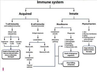 General Immune System Modulators Immunomodulators | PPTX
