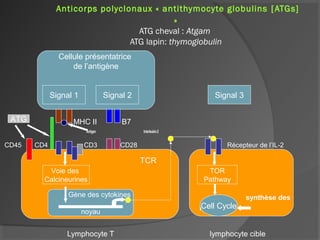 Anticorps polyclonaux « antithymocyte globulins [ATGs]
»
ATG cheval : Atgam
ATG lapin: thymoglobulin
MHC II B7
Antigen Interleukin-2
CD45 CD4 CD3 CD28 Récepteur de l’IL-2
Lymphocyte T lymphocyte cible
Cellule présentatrice
de l’antigène
Signal 1 Signal 2
TCR
Voie des
Calcineurines
Gène des cytokines
noyau
synthèse des
purines
Signal 3
TOR
Pathway
Cell Cycle
ATG
 