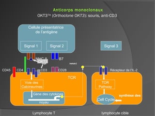 Anticorps monoclonaux
OKT3ϒ♦
(Orthoclone OKT3): souris, anti-CD3
MHC II B7
Antigen Interleukin-2
CD45 CD4 CD3 CD28 Récepteur de l’IL-2
Lymphocyte T lymphocyte cible
Cellule présentatrice
de l’antigène
Signal 1 Signal 2
TCR
Voie des
Calcineurines
Gène des cytokines
noyau
synthèse des
purines
Signal 3
TOR
Pathway
Cell Cycle
OKT3
 