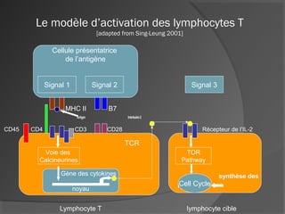 Le modèle d’activation des lymphocytes T
[adapted from Sing-Leung 2001]
MHC II B7
Antigen Interleukin-2
CD45 CD4 CD3 CD28 Récepteur de l’IL-2
Lymphocyte T lymphocyte cible
Cellule présentatrice
de l’antigène
Signal 1 Signal 2
TCR
Voie des
Calcineurines
Gène des cytokines
noyau
synthèse des
purines
Signal 3
TOR
Pathway
Cell Cycle
 