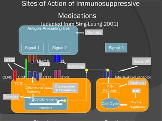 Sites of Action of Immunosuppressive
Medications
[adapted from Sing-Leung 2001]
MHC II B7
Interleukin-2
CD45 CD4 CD3 CD28 Interleukin-2 receptor
Antigen Presenting Cell
Signal 1 Signal 2
TCR
Calcineurin
Pathway
Cytokine gene
nucleus
Purine
Synthesis
Signal 3
TOR
Pathway
Cell Cycle
Steroids
Anti-IL-2R
Sirolimus
MMF
Steroids
ATG
Cyclosporine
& Tacrolimus
Belatacept
OKT3
 
