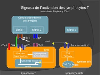 Signaux de l’activation des lymphocytes T
[adaptés de Sing-Leung 2001]
MHC II B7
Antigen Interleukin-2
CD45 CD4 CD3 CD28 Récepteur de l’IL-2
Lymphocyte T lymphocyte cible
Cellule présentatrice
de l’antigène
Signal 1 Signal 2
TCR
Voie des
Calcineurines
Gène des cytokines
noyau
synthèse des
purines
Signal 3
TOR
Pathway
Cell Cycle
Cyclosporine
& Tacrolimus
 