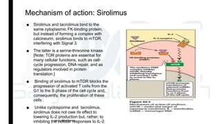 Mechanism of action: Sirolimus
■ Sirolimus and tacrolimus bind to the
same cytoplasmic FK-binding protein,
but instead of forming a complex with
calcineurin, sirolimus binds to mTOR,
interfering with Signal 3.
■ The latter is a serine-threonine kinase.
[Note: TOR proteins are essential for
many cellular functions, such as cell-
cycle progression, DNA repair, and as
regulators involved in protein
translation.]
■ Binding of sirolimus to mTOR blocks the
progression of activated T cells from the
G1 to the S phase of the cell cycle and,
consequently, the proliferation of these
cells .
■ Unlike cyclosporine and tacrolimus,
sirolimus does not owe its effect to
lowering IL-2 production but, rather, to
inhibiting the cellular responses to IL-2.sanju kaladharan
 
