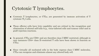Cytotoxic T lymphocytes.
■ Cytotoxic T lymphocytes, or CTLs, are generated by immune activation of T
cytotoxic (TC) cells.
■ These effector cells have lytic capability and are critical in the recognition and
elimination of altered self-cells (e.g., virus-infected cells and tumour cells) and in
graft-rejection reactions.
■ In general, CTLs are CD8+ and are therefore class I MHC restricted, although in
rare instances CD4+ class II–restricted T cells have been shown to function as
CTLs.
■ Since virtually all nucleated cells in the body express class I MHC molecules,
CTLs can recognize and eliminate almost any altered body cell.
 