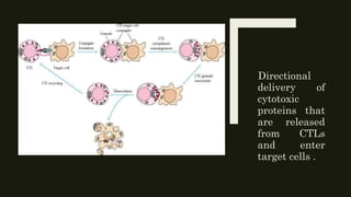 Directional
delivery of
cytotoxic
proteins that
are released
from CTLs
and enter
target cells .
 
