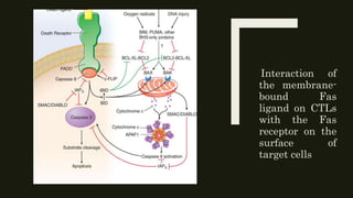Interaction of
the membrane-
bound Fas
ligand on CTLs
with the Fas
receptor on the
surface of
target cells
 
