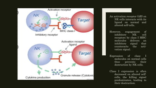 An activation receptor (AR) on
NK cells interacts with its
ligand on normal and
altered self-cells.
However, engagement of
inhibitory NK cell
receptors by class I MHC
molecules delivers an
inhibitory signal that
counteracts the acti-
vation signal.
Expression of class I
molecules on normal cells
thus prevents their
destruction by NK cells.
Class I expression is often
decreased on altered self-
cells, the killing signal
predominates, leading to
their destruction.
 