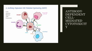 ANTIBODY-
DEPENDENT
CELL-
MEDIATED
CYTOTOXICIT
Y
Lytic
enzymes
Perforin
TNF
Granzymes
 
