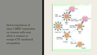 Down-regulation of
class I MHC expression
on tumour cells may
allow a tumour to
escape CTL-mediated
recognition.
 