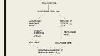 TUMOUR CELL
SECRETION OF CD95/ FASL
ACTIVATION OF
EFFECTOR T
CELLS
ACTIVATION OF
EFFECTOR TREG
CELLS
DONOT
EXPRESS
C-FLIP
EXPRESS C-
FLIP
CELL DEATH ESCAPE CELL DEATH
SELECTIVE ACCUMULATION OF
IMMUNOSUPRESSIVE TREGS
 
