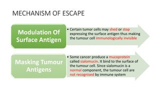 MECHANISM OF ESCAPE
• Certain tumor cells may shed or stop
expressing the surface antigen thus making
the tumour cell immunologically invisible
Modulation Of
Surface Antigen
• Some cancer produce a mucoprotein
called sialomucin. It bind to the surface of
the tumour cell. Since sialomucin is a
normal component, the tumour cell are
not recognised by immune system
Masking Tumour
Antigens
 