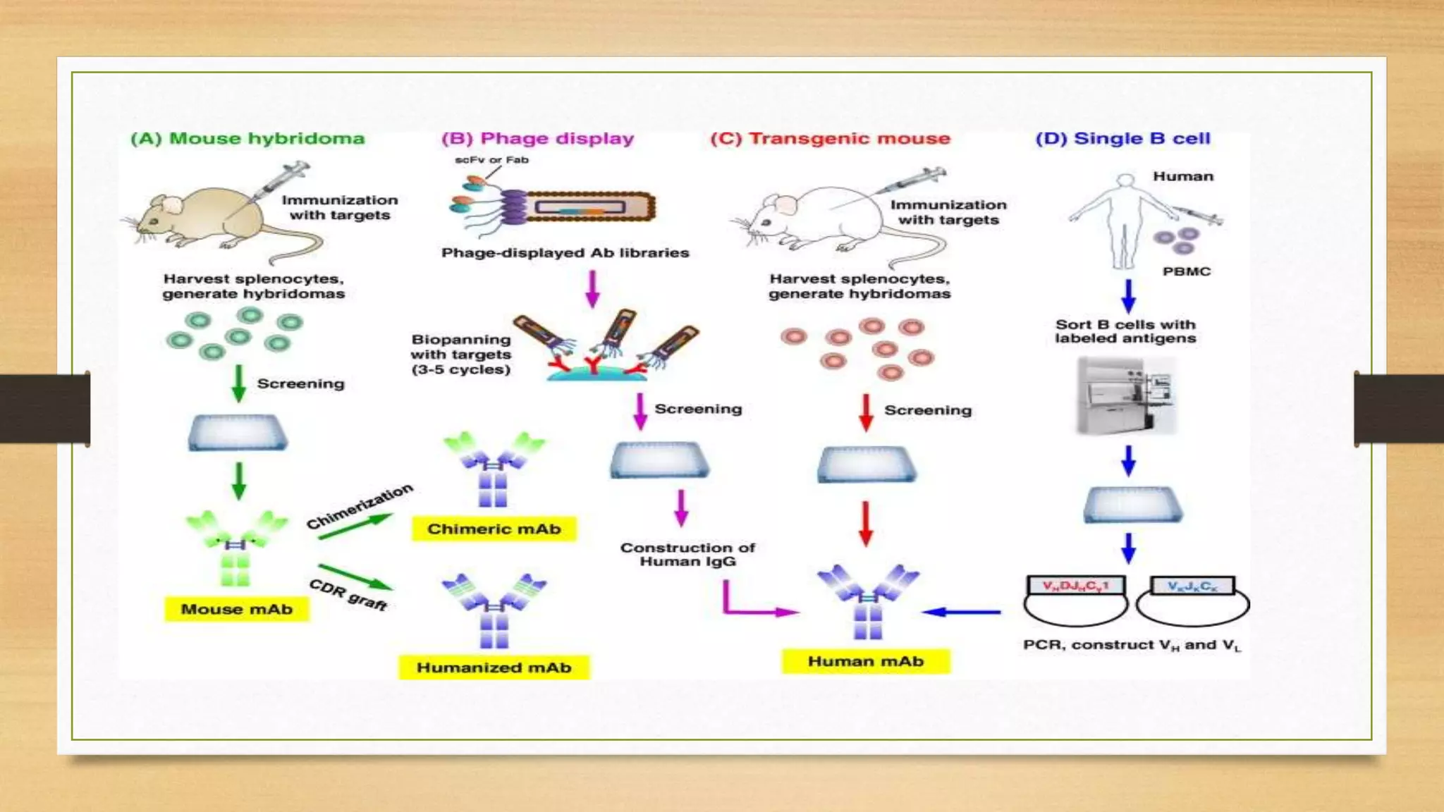 Immuotherapeutics Phase Navigating the Transition from Lab to Bedside