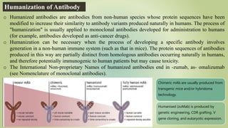 Humanization of Antibody
o Humanized antibodies are antibodies from non-human species whose protein sequences have been
modified to increase their similarity to antibody variants produced naturally in humans. The process of
"humanization" is usually applied to monoclonal antibodies developed for administration to humans
(for example, antibodies developed as anti-cancer drugs).
o Humanization can be necessary when the process of developing a specific antibody involves
generation in a non-human immune system (such as that in mice). The protein sequences of antibodies
produced in this way are partially distinct from homologous antibodies occurring naturally in humans,
and therefore potentially immunogenic to human patients but may cause toxicity.
o The International Non-proprietary Names of humanized antibodies end in -zumab, as- omalizumab
(see Nomenclature of monoclonal antibodies).
Chimeric mAb are usually produced from
transgenic mice and/or hybridoma
technology.
Humanised (zuMab) is produced by
genetic engineering, CDR grafting. V
gene cloning, and eukaryotic expression.
 