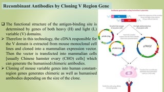 Recombinant Antibodies by Cloning V Region Gene
 The functional structure of the antigen-binding site is
determined by genes of both heavy (H) and light (L)
variable (V) domains.
 Therefore in this technology, the cDNA responsible for
the V domain is extracted from mouse monoclonal cell
lines and cloned into a mammalian expression vector.
Then the vector is transfected into mammalian cells
[usually Chinese hamster ovary (CHO) cells] which
can generate the humanised/chimeric antibodies.
 Cloning of mouse variable genes into human constant-
region genes generates chimeric as well as humanised
antibodies depending on the size of the clone.
 