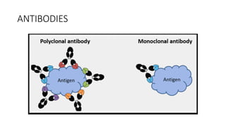 ANTIBODIES
 