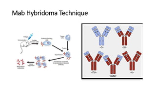 Mab Hybridoma Technique
 
