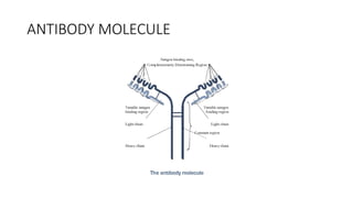ANTIBODY MOLECULE
 