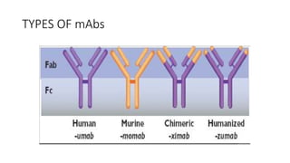 TYPES OF mAbs
 