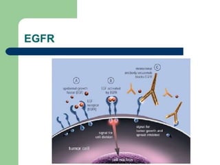 Immunotherapy challenges in head and neck cancers | PPTX
