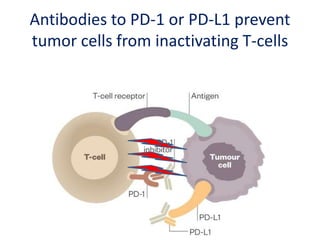 Antibodies to PD-1 or PD-L1 prevent
tumor cells from inactivating T-cells
 