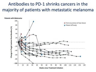 Antibodies to PD-1 shrinks cancers in the
majority of patients with metastatic melanoma
 