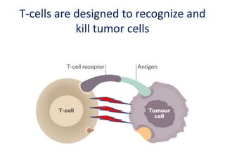 T-cells are designed to recognize and
kill tumor cells
 