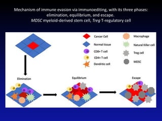 Mechanism of immune evasion via immunoediting, with its three phases:
elimination, equilibrium, and escape.
MDSC myeloid-derived stem cell, Treg T-regulatory cell
 