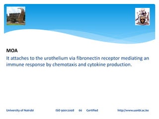 MOA
It attaches to the urothelium via fibronectin receptor mediating an
immune response by chemotaxis and cytokine production.
University of Nairobi ISO 9001:2008 66 Certified http://www.uonbi.ac.ke
 